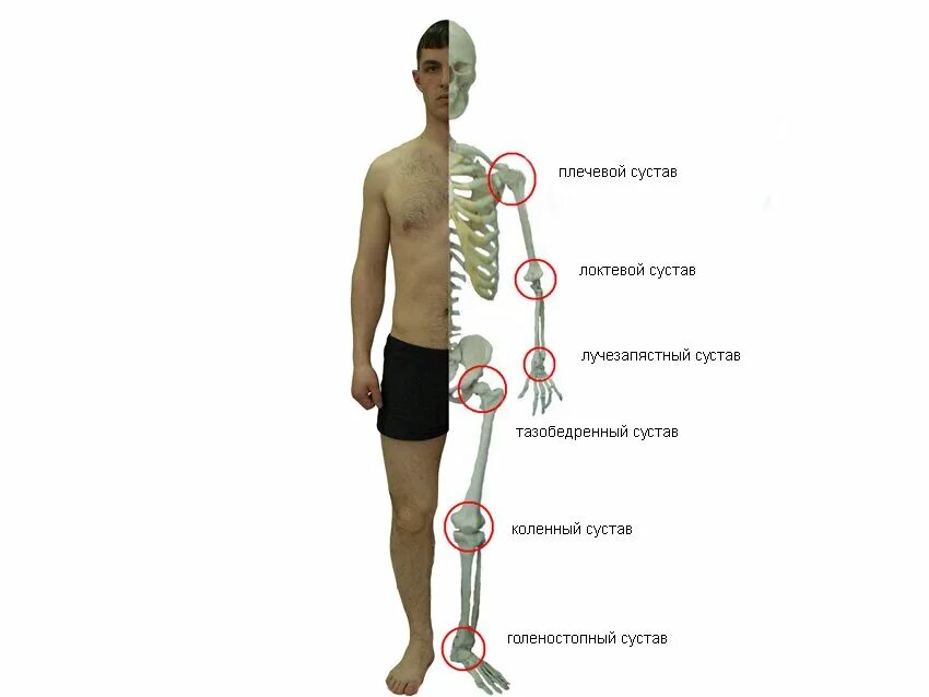 Названия суставов человека. Суставы человека. Название суставов. Название суставов человека. Основные суставы человека.