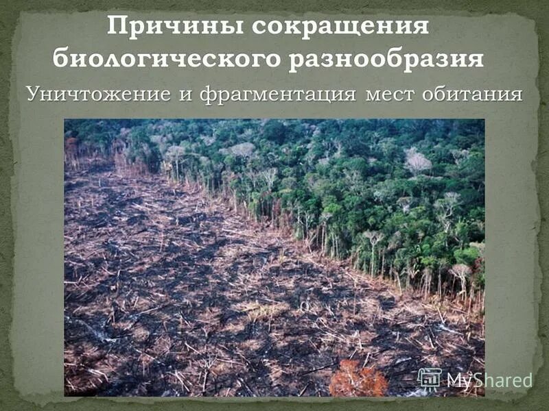 нарушение среды обитания животных. потери среды обитания. уничтожение мест обитания животных. нарушение среды обитания. разрушение мест обитания животных.