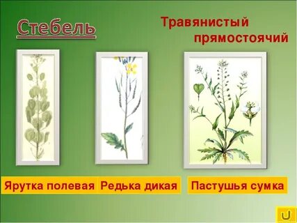 Название прямостоячих растений