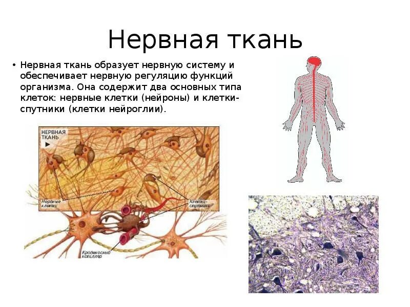I love everything about this neuron Anatomy art, Neuroscience art, Bull tattoos