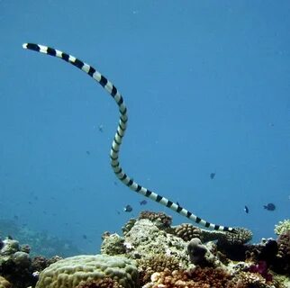 Змеи красного моря