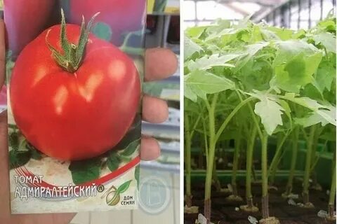 Томат адмиралтейский
