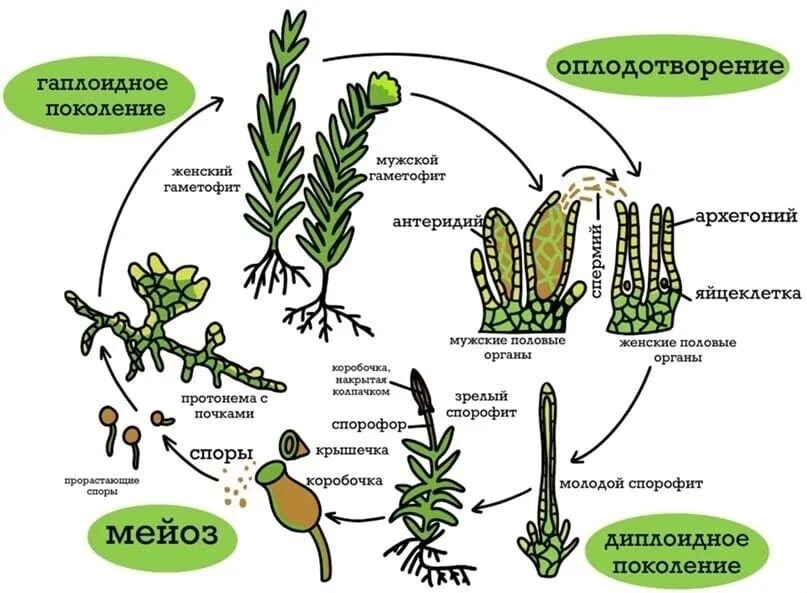 Мейоз водорослей. Цикл развития мха Кукушкин лен схема. Жизненный цикл мха Кукушкин лен схема. Цикл развития мхов схема. Стадии жизненного цикла мха сфагнума.