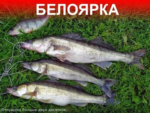 Белоярское водохранилище рыбалка. Белоярское водохранилище Свердловская область рыбалка. База отдыха Золотая рыбка Белоярское водохранилище. Рыбалка на Белоярском водохранилище 2023. Прогноз клева белоярский свердловская