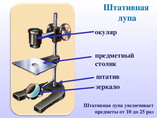 Какое увеличение дает ручная лупа. Штативная лупа 5 класс увеличительные приборы-. Штативная лупа 5 класс биология. Биология 5 класс лупа, штативная лупа, микроскоп. Лабораторная увеличительные приборы штативная лупа.