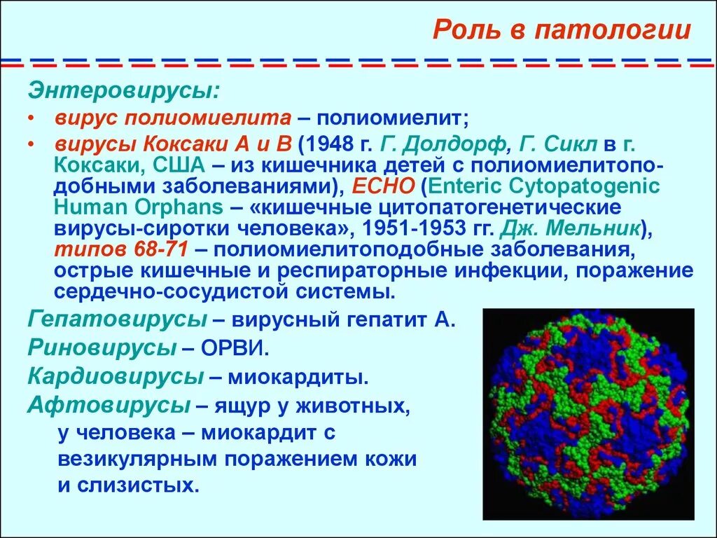 Вирус полиомиелита возбудитель. Возбудители вирусных кишечных инфекций микробиология полиомиелит. Энтеровирус Коксаки энтеровирус. Энтеровирус возбудитель. Обследование на энтеровирусные