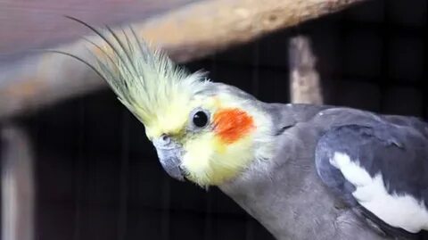 Корелла на улице