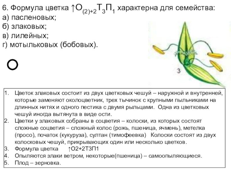 Какую формулу цветка имеют злаки. Формула цветка пшеницы биология 6 класс. Семейство злаковые строение и формула цветка. Формула цветка семейства злаки 6 класс. Формула цветка семейства злаки.