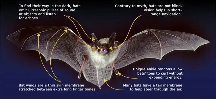 There are various myths surrounding bats those