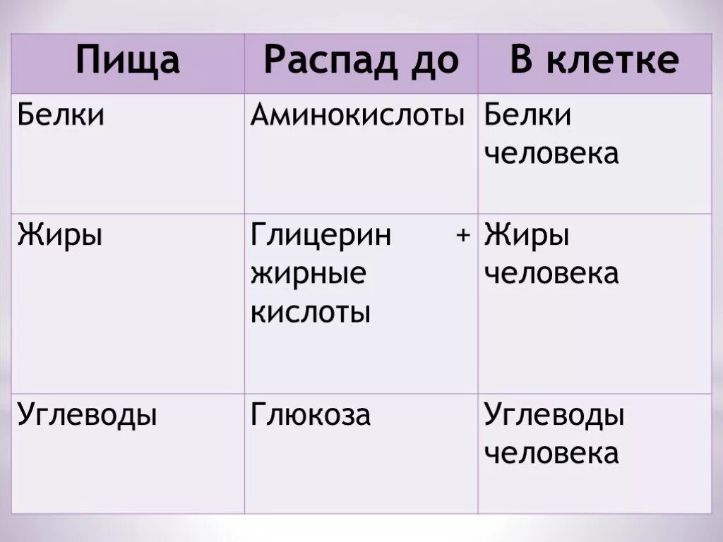 Продукты распада клеток. Распад клетки. Питание и пищеварение 6 класс биология. Распадение клеток.