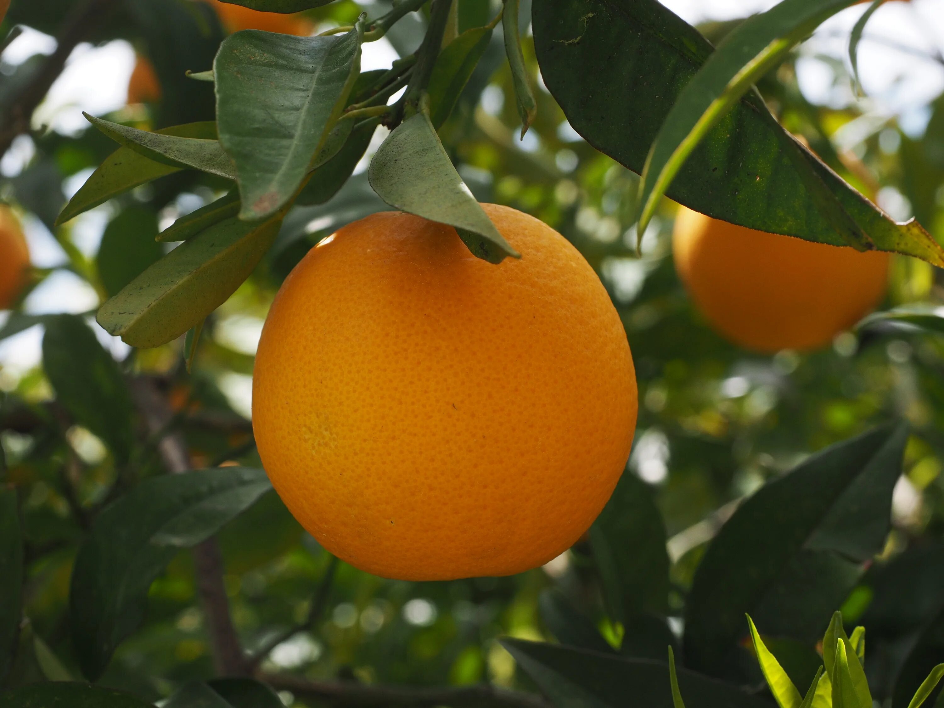 Апельсин википедия. Померанец дерево. Померанец фрукт. Померанец апельсин. Цитрус мандарин (плоды желто-оранжевые).