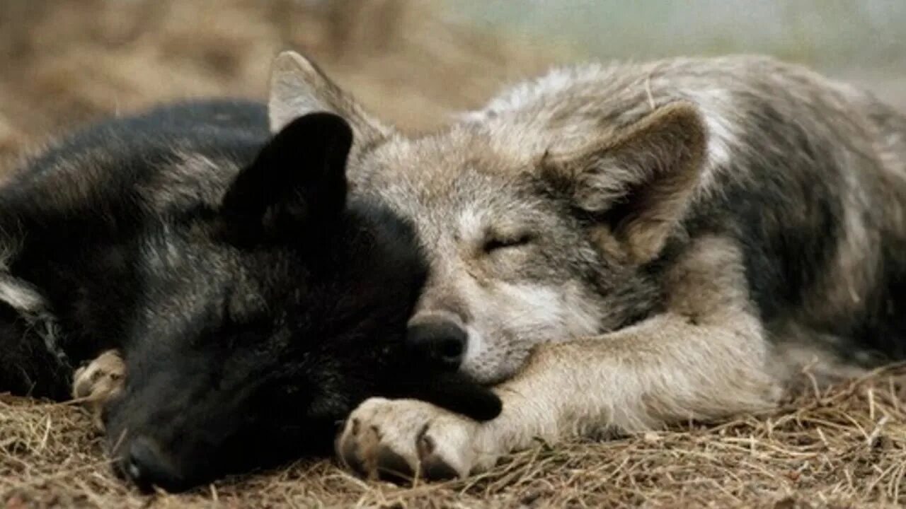 Спящий волк. Спящие волки.