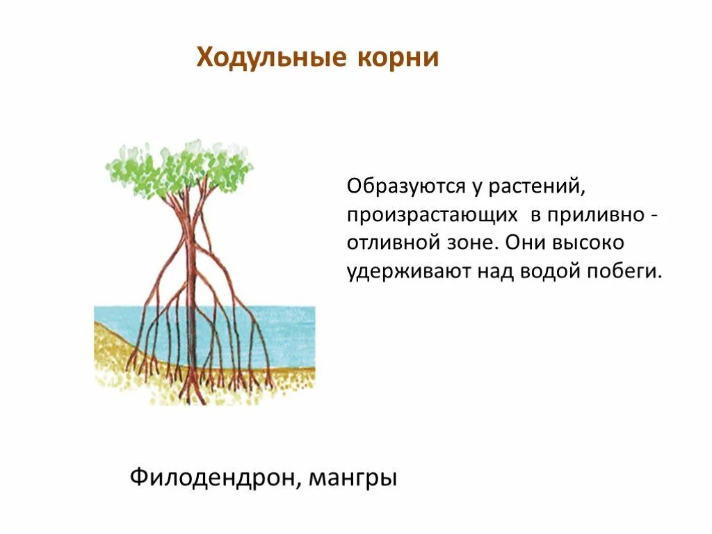 Ходульная корни образуют у. Ходульные и дыхательные корни. Дыхательные корни мангры. Опорные ходульные корни.