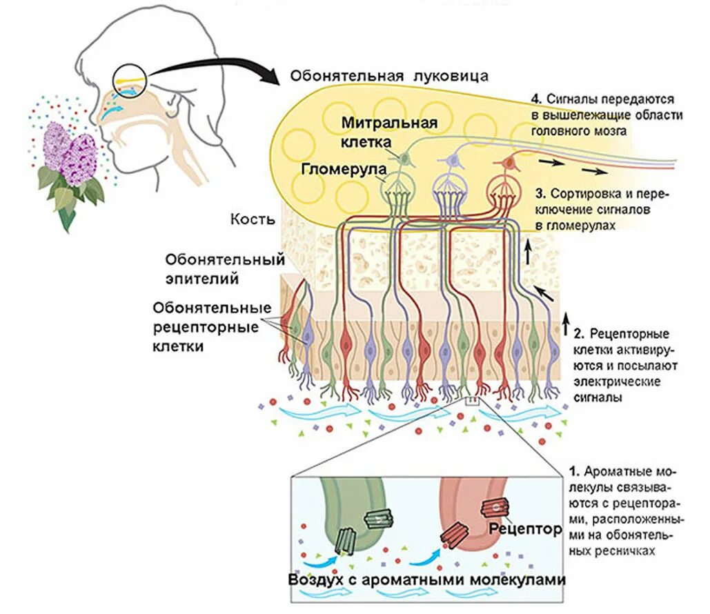 Как восстановить вкус и запах при простуде. Обонятельные рецепторы рисунок. Рецептор обоняния схема. Вкусовые и обонятельные рецепторы. Препараты восстанавливающие обоняние.
