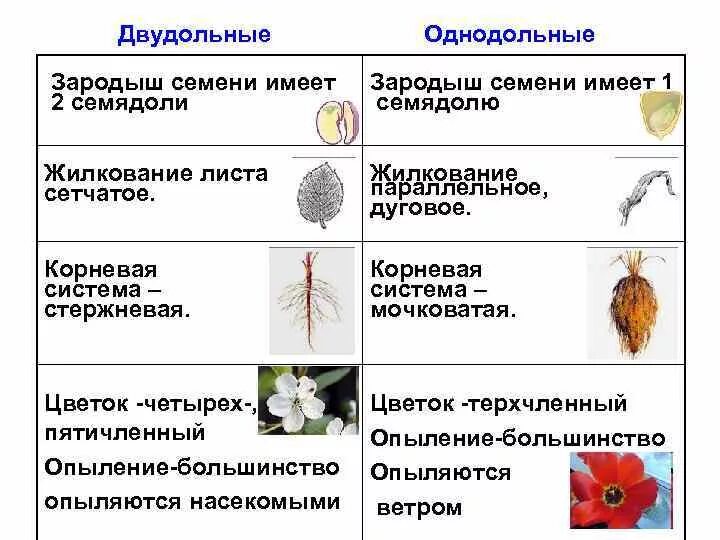 Укажите признаки двудольных растений. Покрытосеменные растения класс двудольные. Признаки однодольных и двудольных растений таблица. Признаки однодольных покрытосеменных растений. Характеристика отдела двудольные.