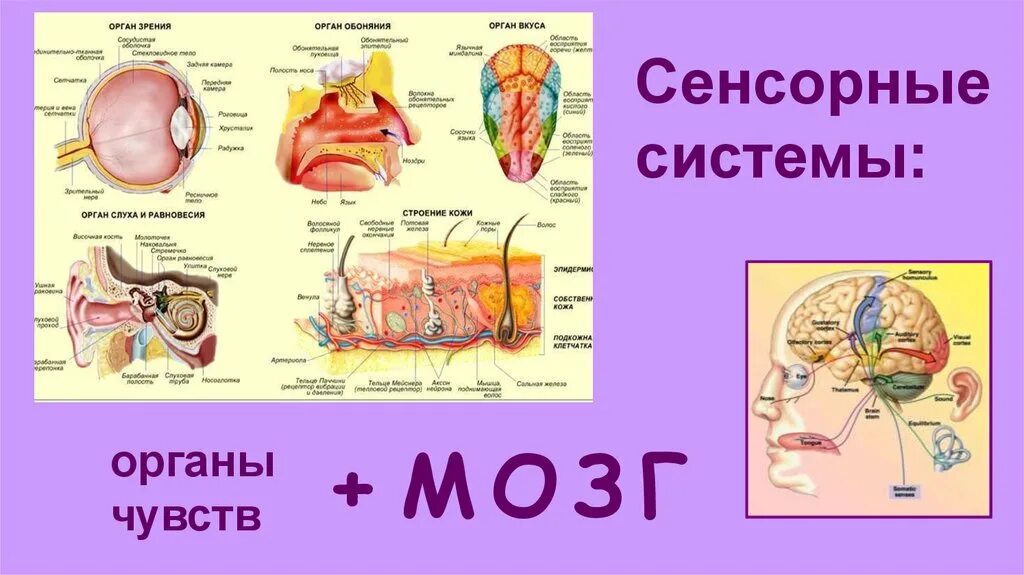 Органы сенсорной системы. Сенсорная система человека органы и функции. Сенсорные системы органы чувств анализаторы. Сенсорная система анатомия.