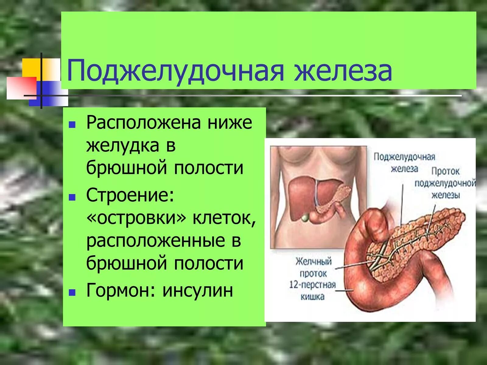 Анатомия поджелудочная железа расположение. Анатомия поджелудочная железа расположена. Поджелудочная железа распо. Презентация на тему поджелудочная железа.