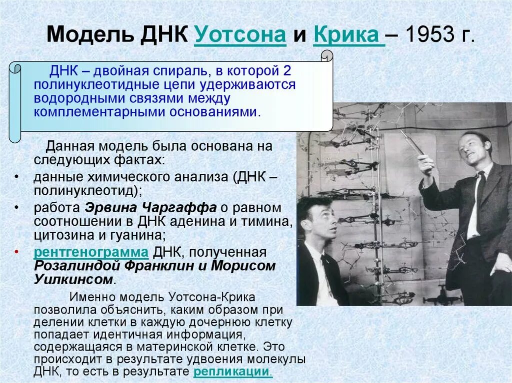 Модель структуры днк уотсона и крика. Модель дж уотсона и ф крика. двойная спираль днк уотсона и крика. структура днк уотсон и крик. модель днк дж уотсона и ф крика.