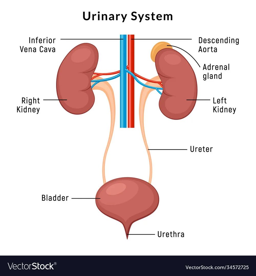 Urinary system. Urinary System Anatomy. Ureter анатомия. Мочевыделительная система анатомия. Схема мочеполовой системы мужчины в картинках строение.