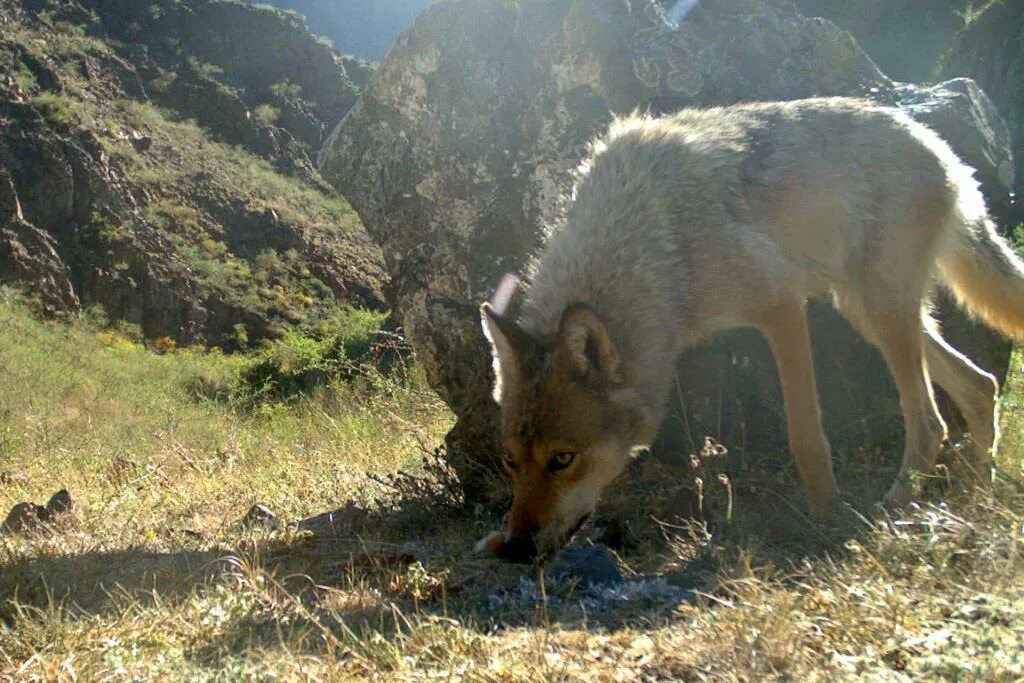 Волк выходы серий. Canis lupus crassodon. Волк в берете. Волчица бежит. Великая губа показать волка.
