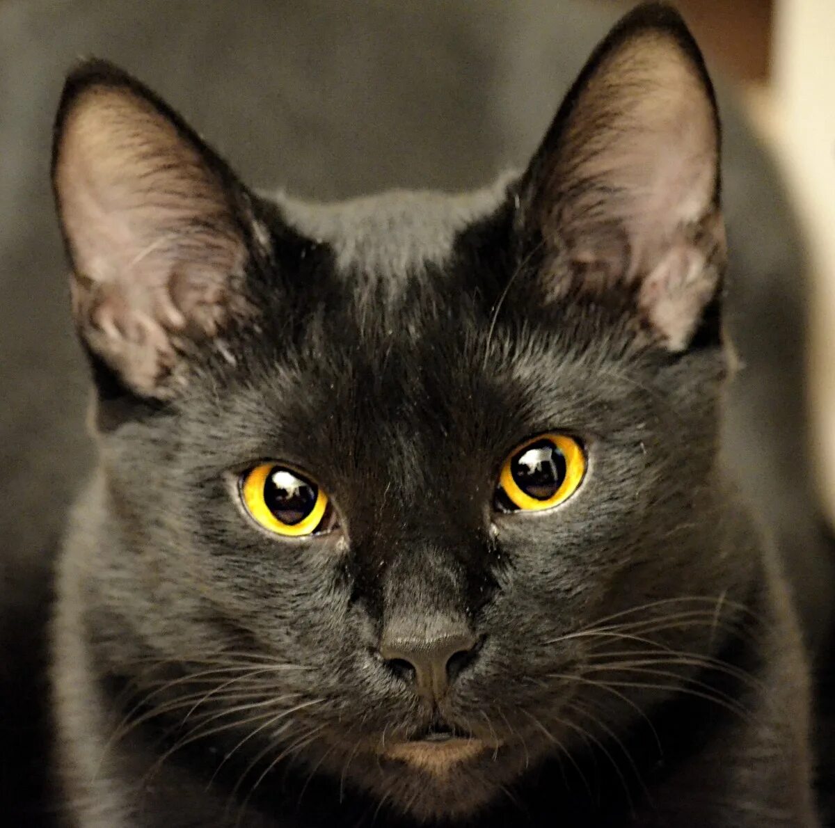 Кошка с желтыми глазами порода. Бомбейская кошка морда. Чёрный кот. Черный породистый кот. Черная гладкошерстная кошка.