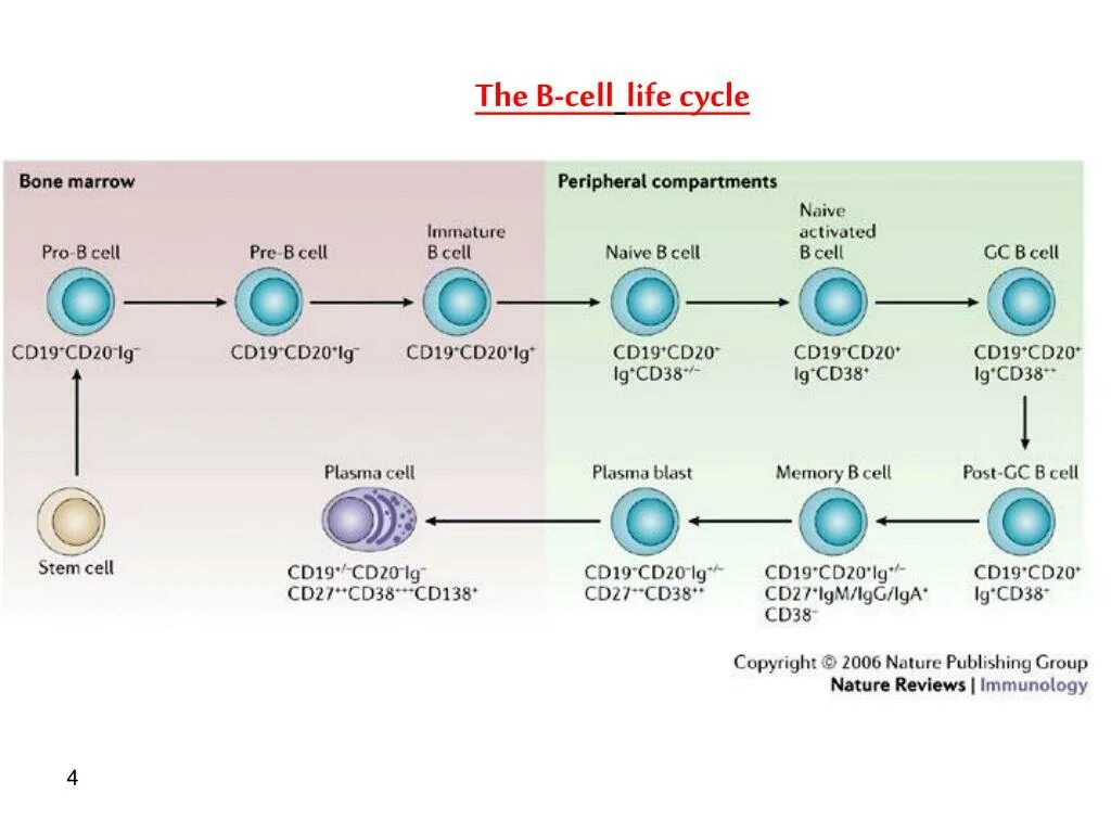 CD 20 иммунология. B Cell maturation. Cd38 лимфоциты. Cd19 клетки. Cd19 лимфоциты