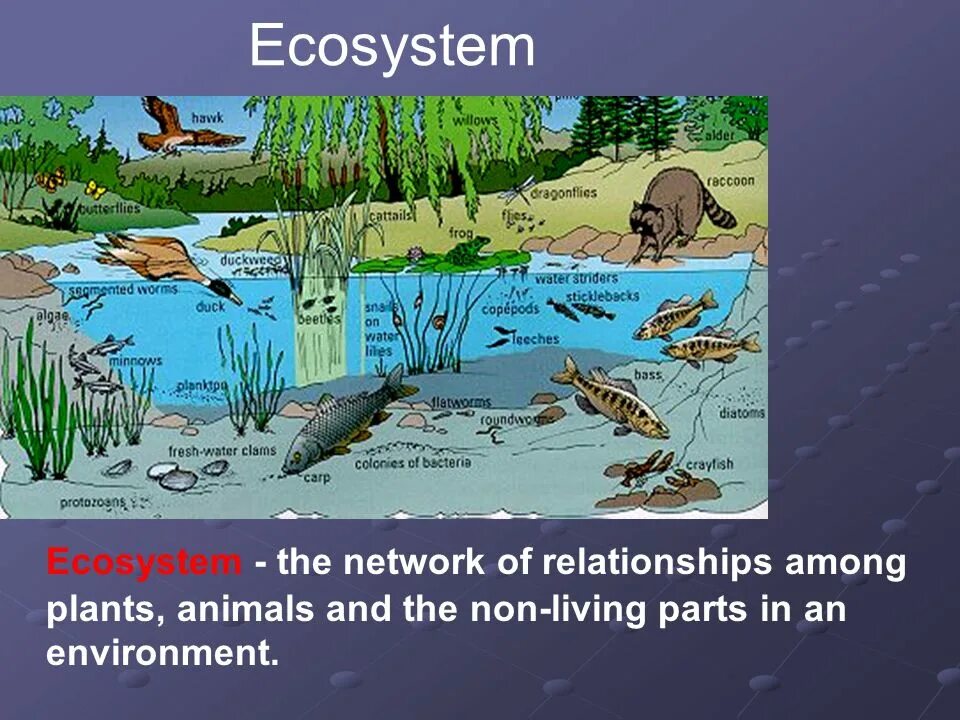 What is the ecosystem