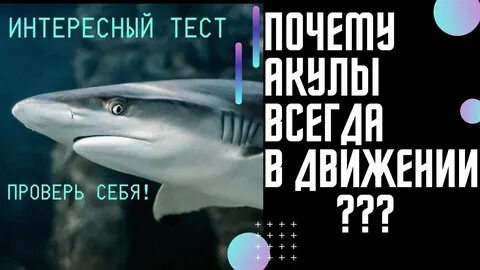 Тест акула