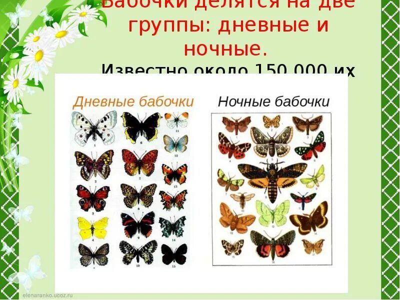 Какой бабочки не существует ответ. Название бабочек. названия бабочек с картинками. дневные бабочки с названиями. бабочки с названиями для детей.