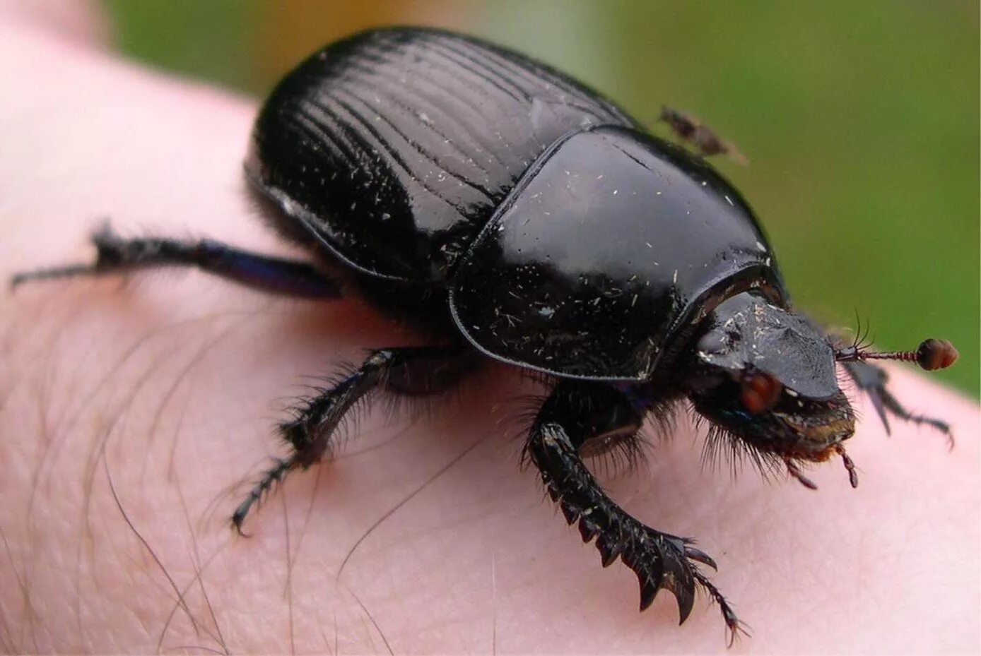 Почему жука назвали майским. Жук олень подцарство. Рогач березовый жук. Почему убрали сему жука. Anoplotrupes stercorosus.
