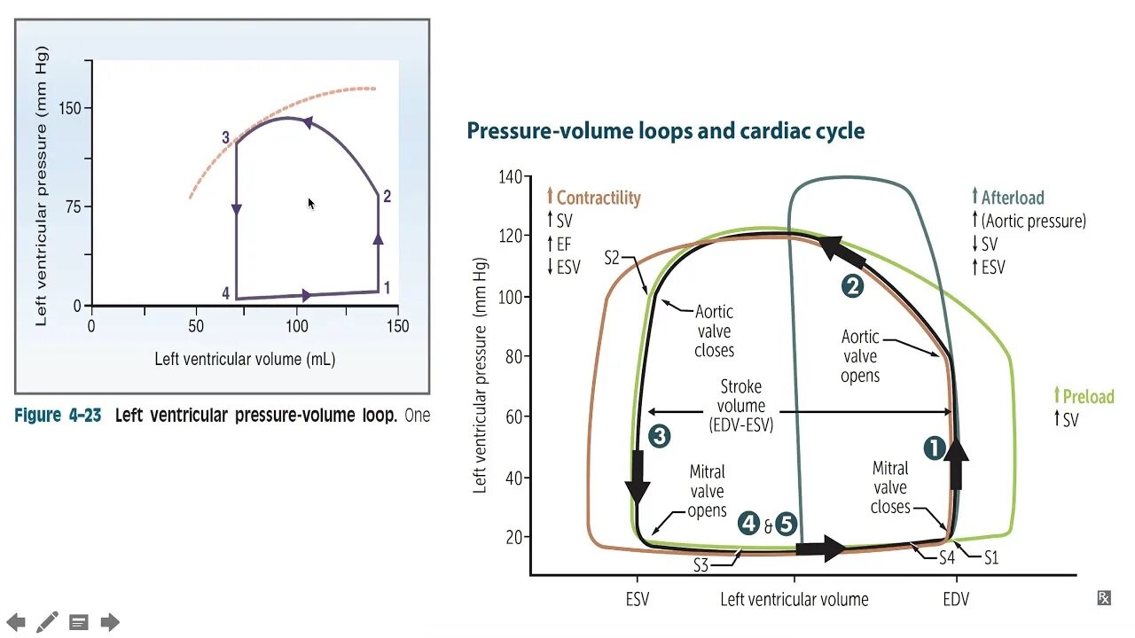 Рабочее давление объем и. Насос нш10 характеристики. Pressure volume loop. Stroke volume. Pressure volume loop.