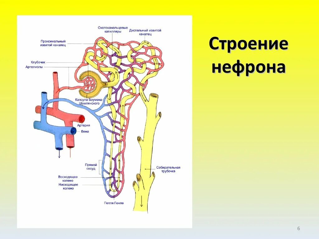 Строение нефрона анатомия. Нефрон почки анатомия. Извитой каналец нефрона. Канальцы нефрона анатомия. Каково строение и работа нефрона