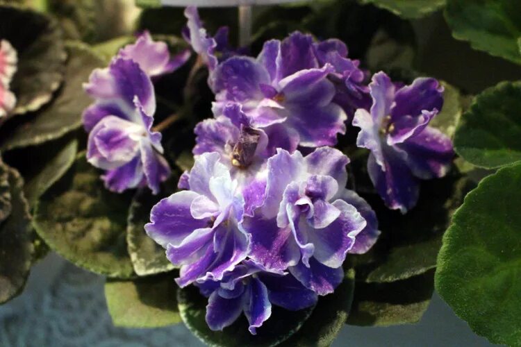 фиалки форум