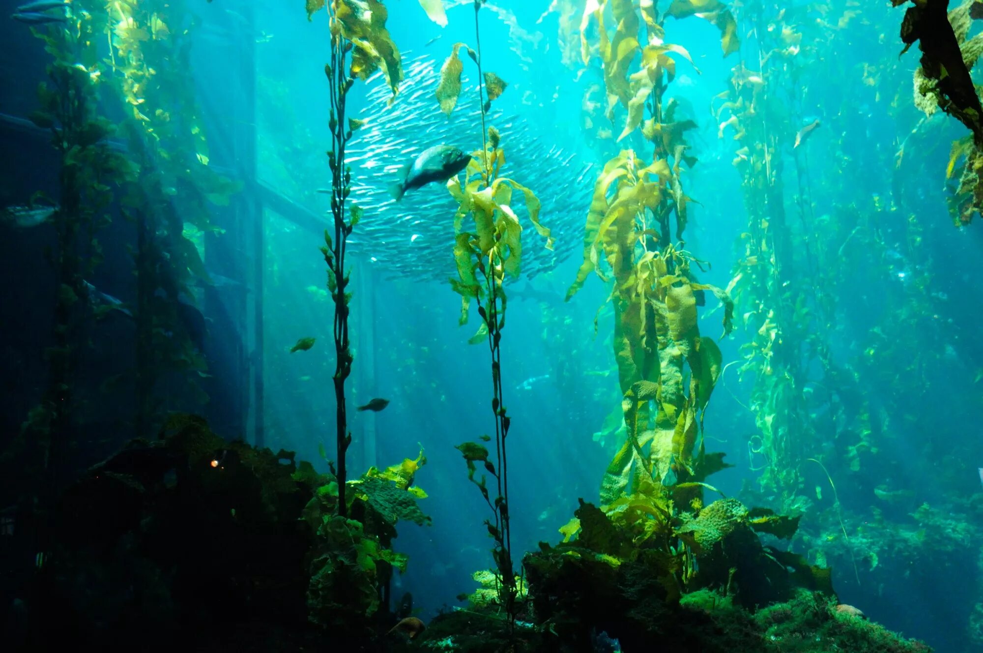 В воде рыбы водоросли. Морские водоросли келп. Водоросли келп ламинариевые. Макроцистис водоросли. Ламинария Kelp.