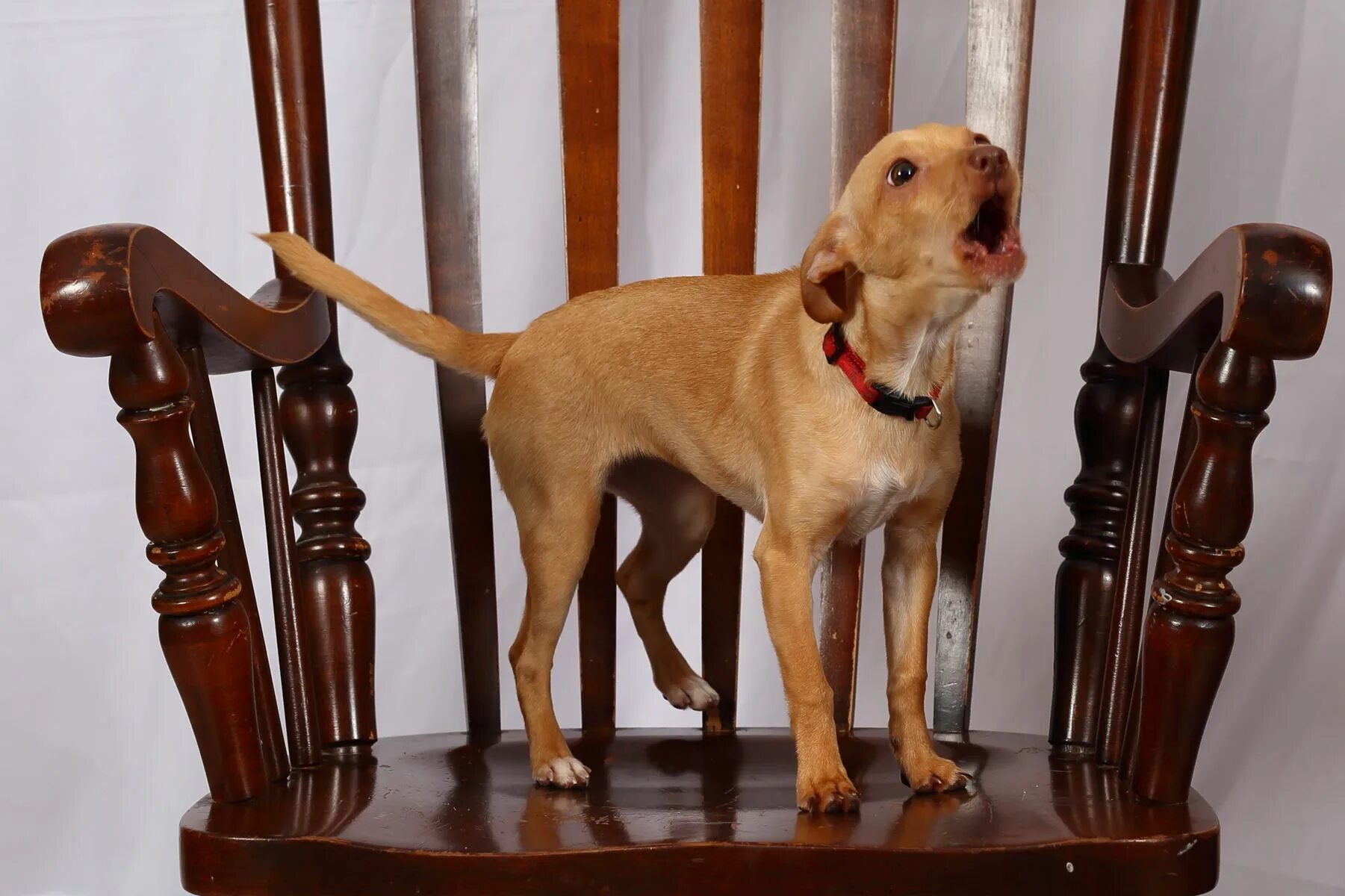 Джек-рассел-терьер жесткошерстный. Как лает собачка. Как лает собачка. Лабрадор лает. Лающий бигль.