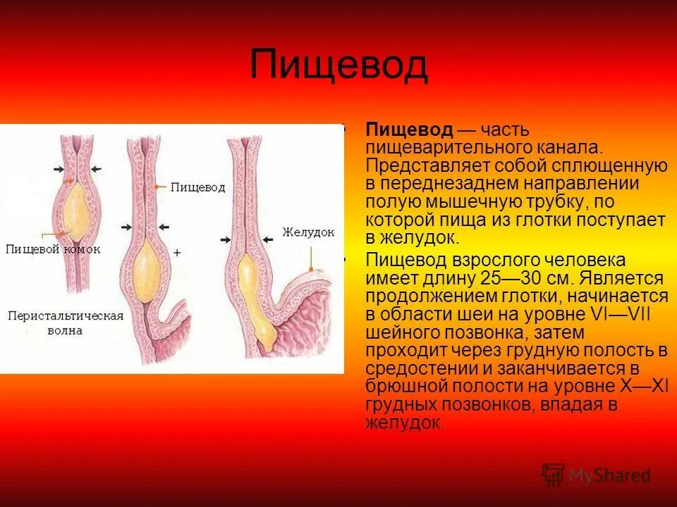 Органы пищевод человека