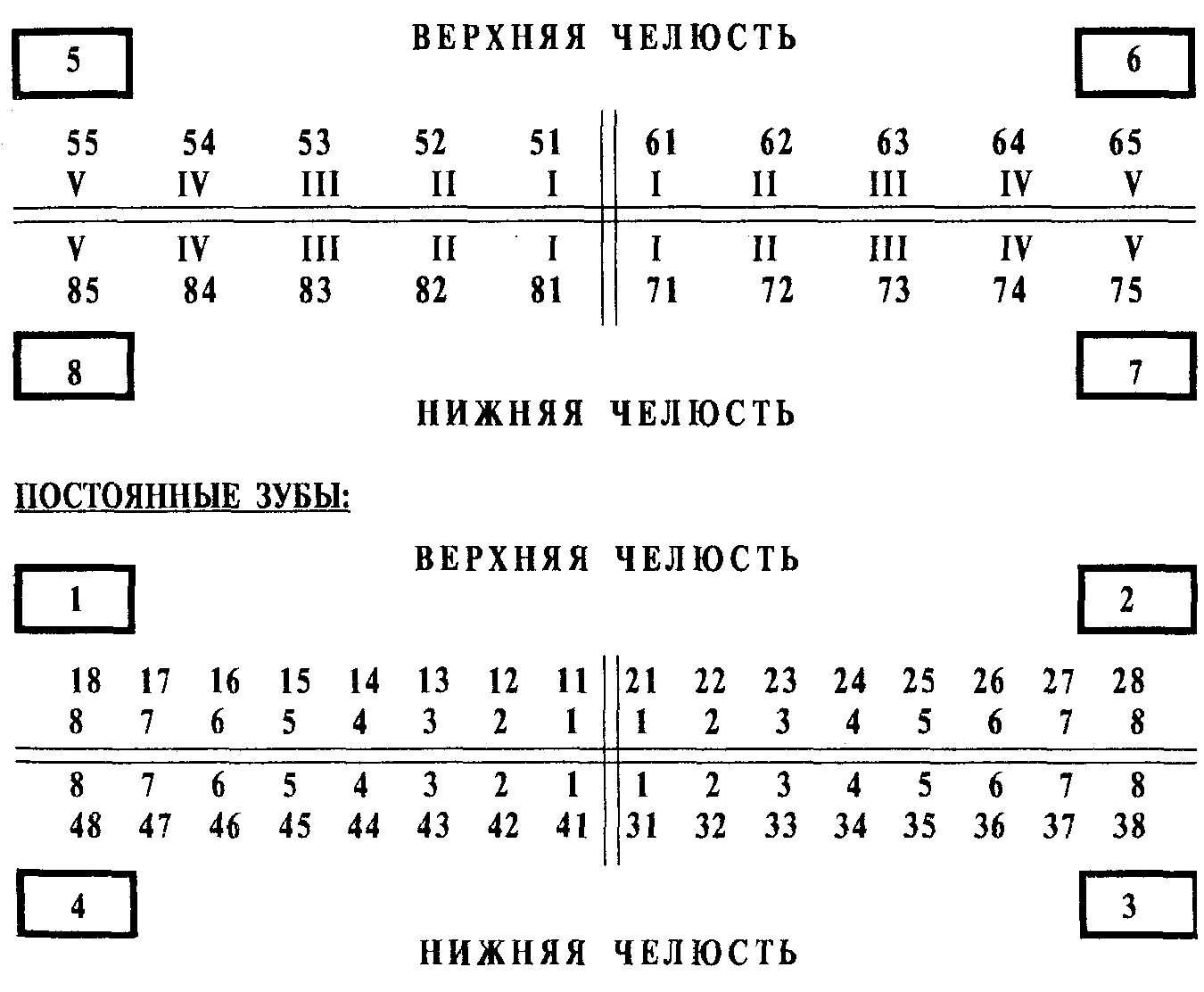 2123 зубы. 2123 зубы