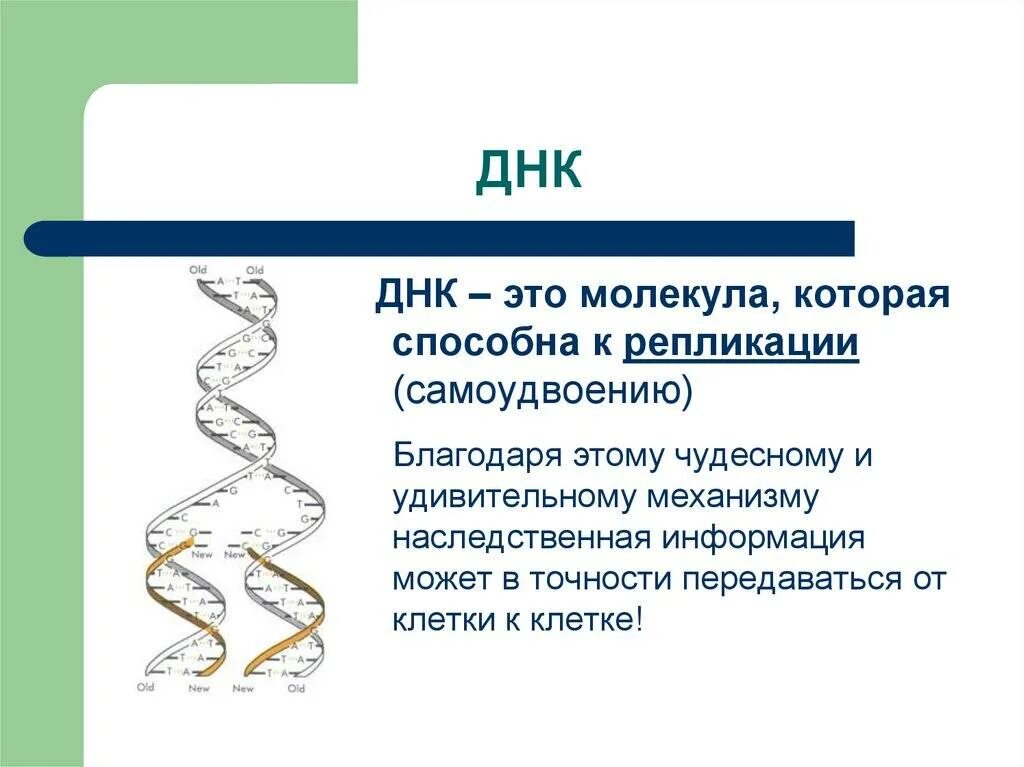 10 5 клеток днк. Расшифровка структуры молекулы ДНК. ДНК это в биологии кратко. ДНК определение кратко. Молекулы ДНК И РНК биология.