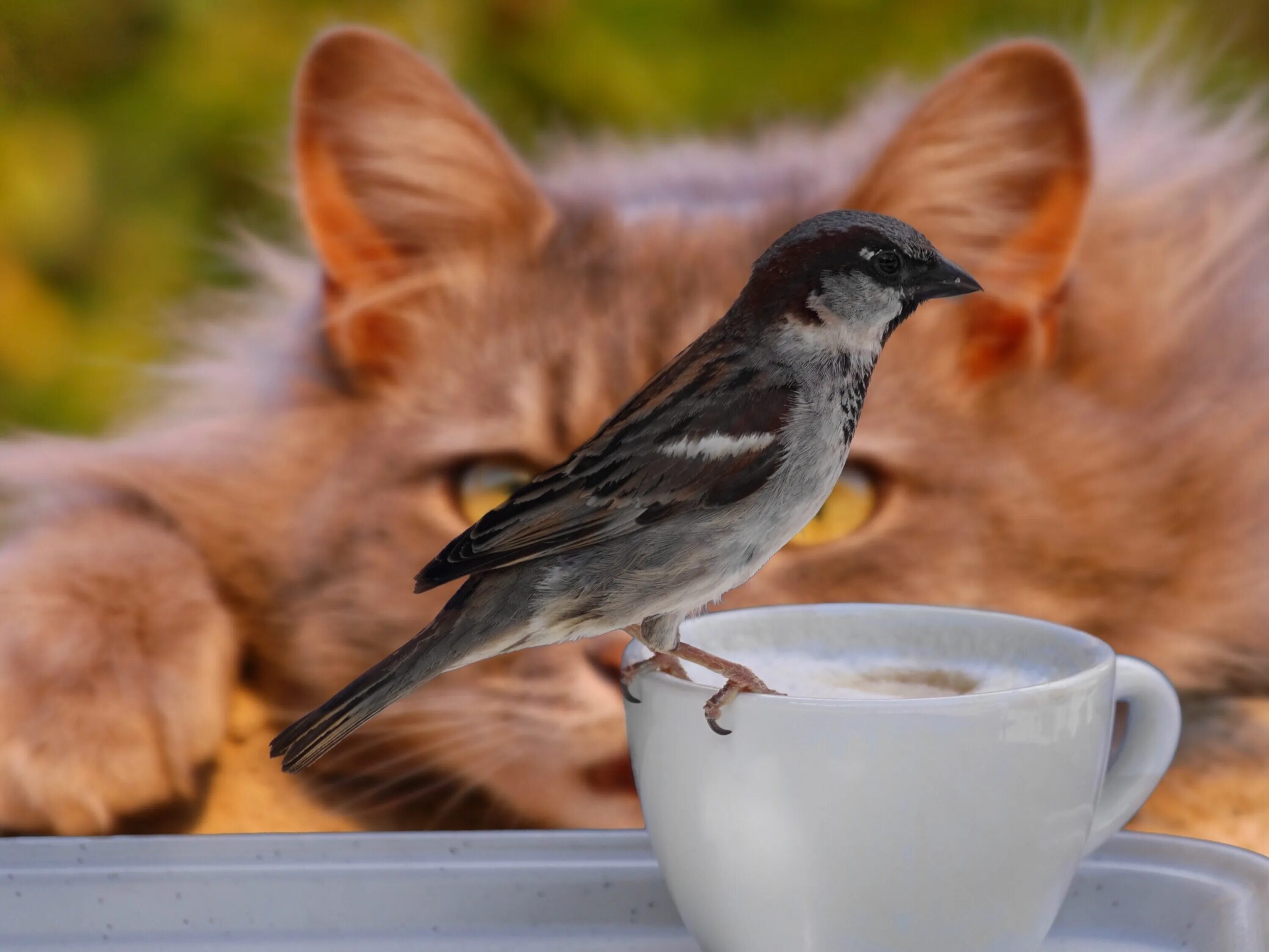 Утро птички. Доброе утро птички. С добрым утром птички. Птичка с кофе.