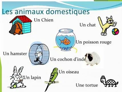 Les animaux