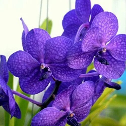 Орхидея ванда adisak blue фото Орхидея ванда синяя (49 фото)