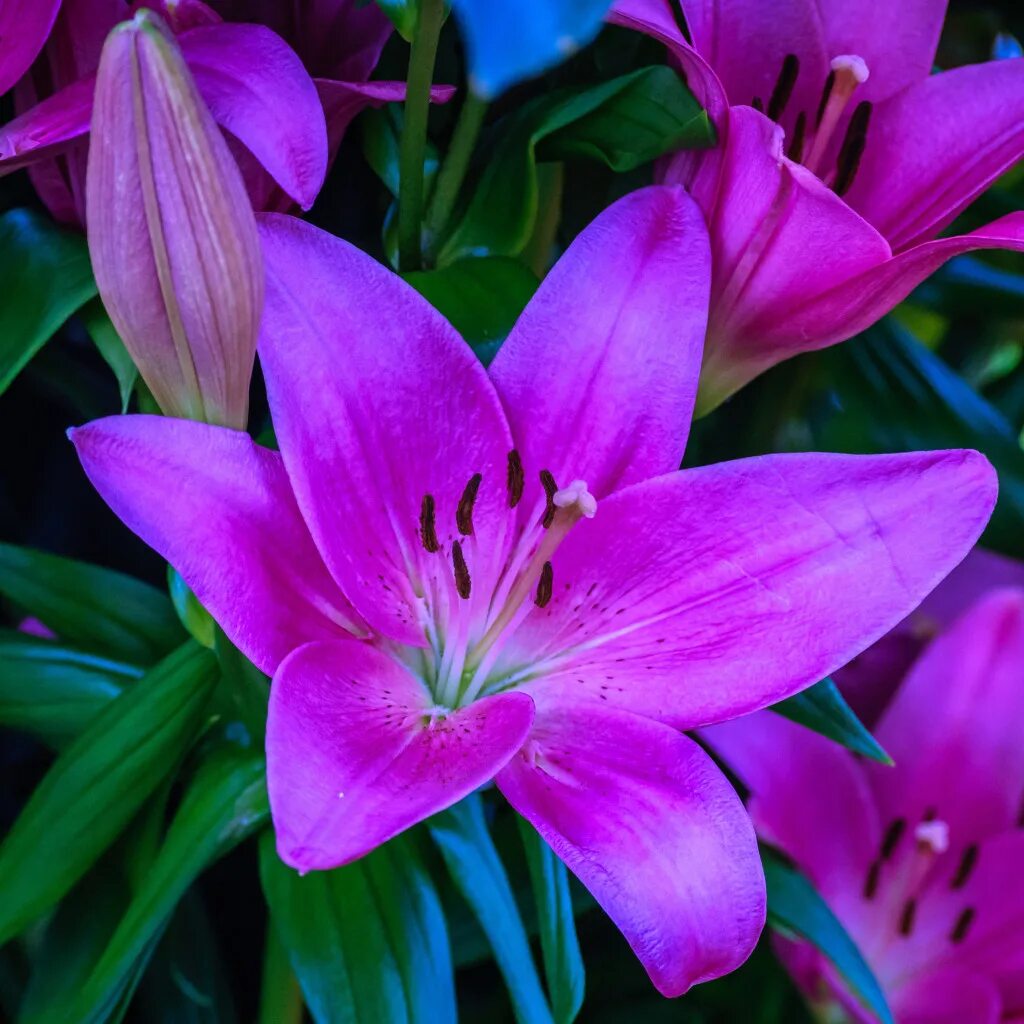 Лилейное растение лилия. Лилия abbeville pride. Лилия cesare. Покажи цветок лилия. Покажи цветок лилия.