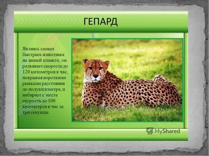 Самые быстрые животные на английском