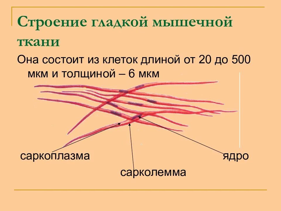 Работа гладких мышц. Гладкая мышечная ткань строение. Строение гладких мышц. Структура гладкой мышцы. Схема строения гладкой мышечной ткани.