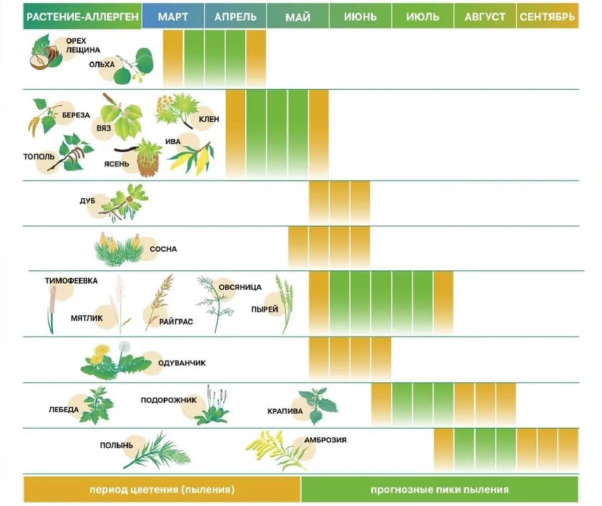 Календарь цветения для аллергиков 2024. Календарь цветения аллергенных растений. Поллиноз периоды цветения растений. Календарь цветения в Москве для аллергиков. Период цветения аллергенных растений.