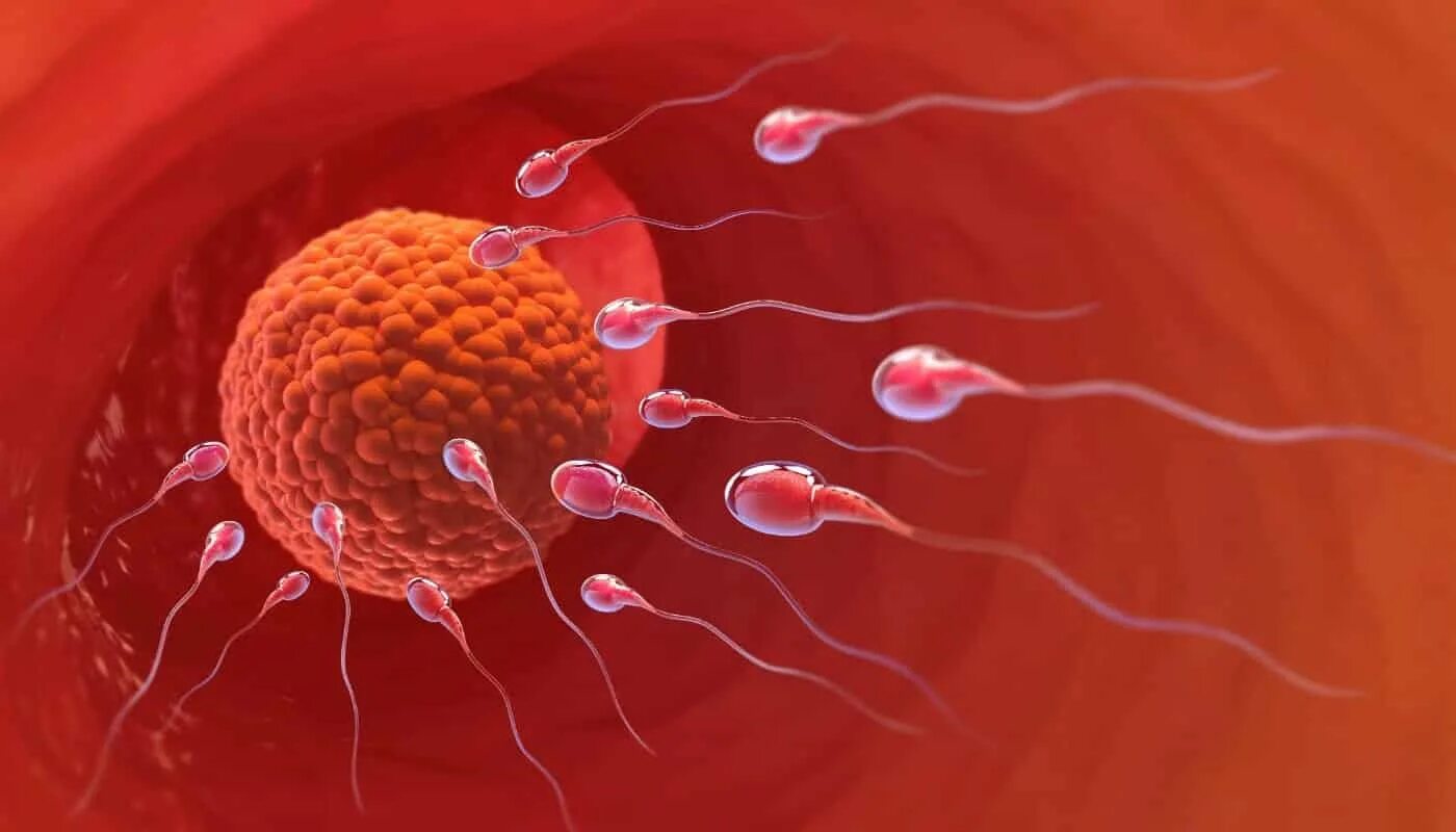 Женские спермии. Яйцеклетка. Оплодотворение яйцеклетки. Сперматозоид и яйцеклетка. Оплодотворенная клетка.