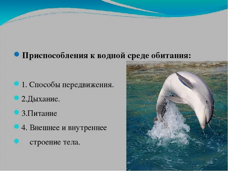 Черты приспособленности организмов к водной среде обитания. Приспособление к среде обитания дельфина. Приспособление к жизни в водной среде. Черты приспособленности дельфина. Приспособления дельфина к водной среде обитания.