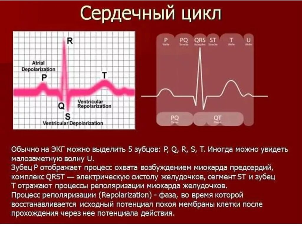 Фазы сердечного цикла на кардиограмме. ЭКГ зубцы систола. Фазовая структура сердечного цикла на ЭКГ. ЭКГ физиология систола и диастола.