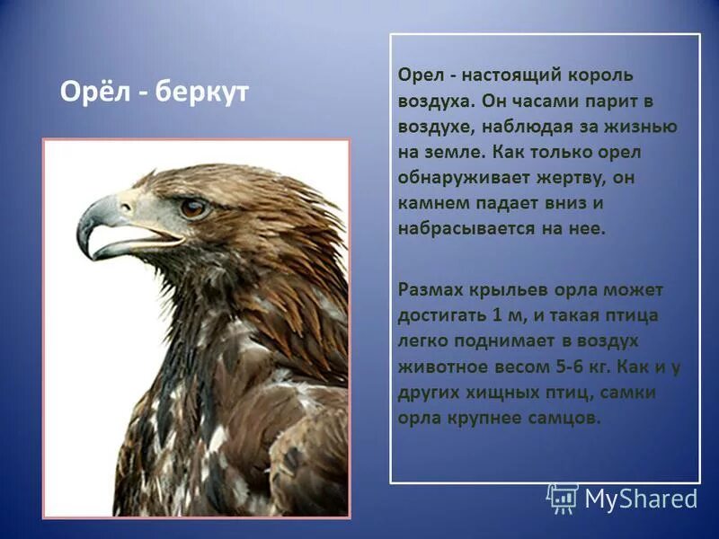 Почему орел назвали орлом. Беркут красная книга. Орёл птица описание. Доклад про орла. Беркут доклад.