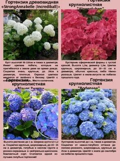 Карликовые гортензии фото описание